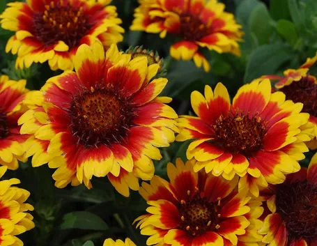 Fiori perenni