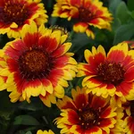 Fiori perenni