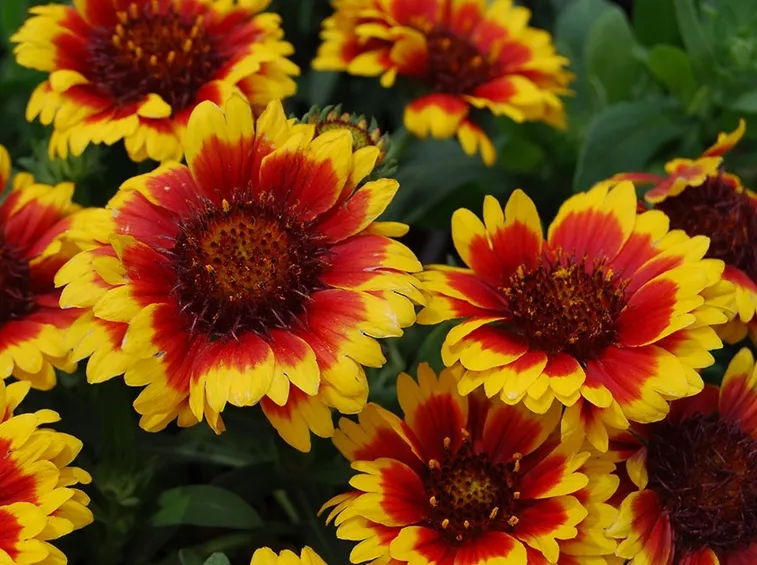 Fiori perenni