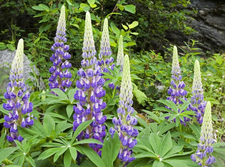Piante perenni