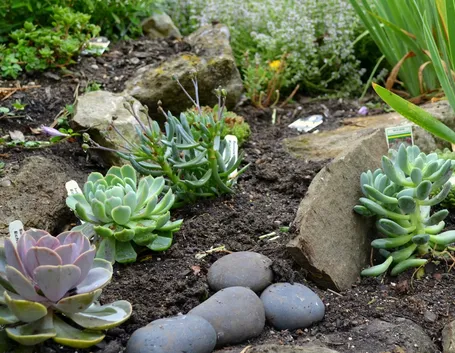 Angolo di giardino roccioso