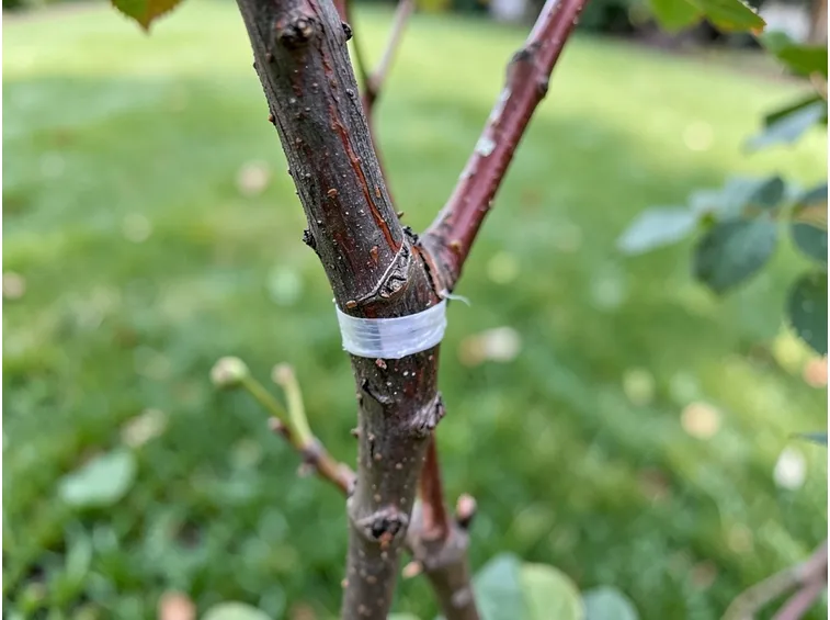 Esempio di pianta con innesti