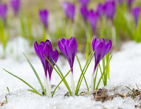 Proteggere le piante dal freddo