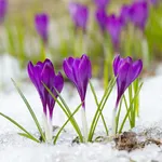 Proteggere le piante dal freddo