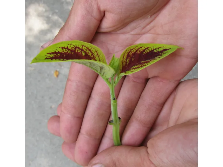 Talea erbacea