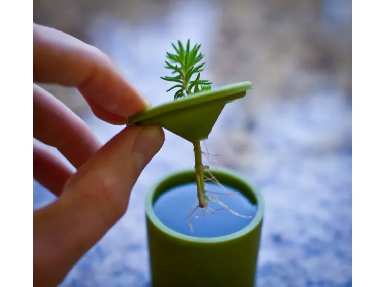 Talea radicata in acqua