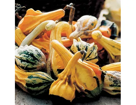 Vari tipi di zucca ornamentale