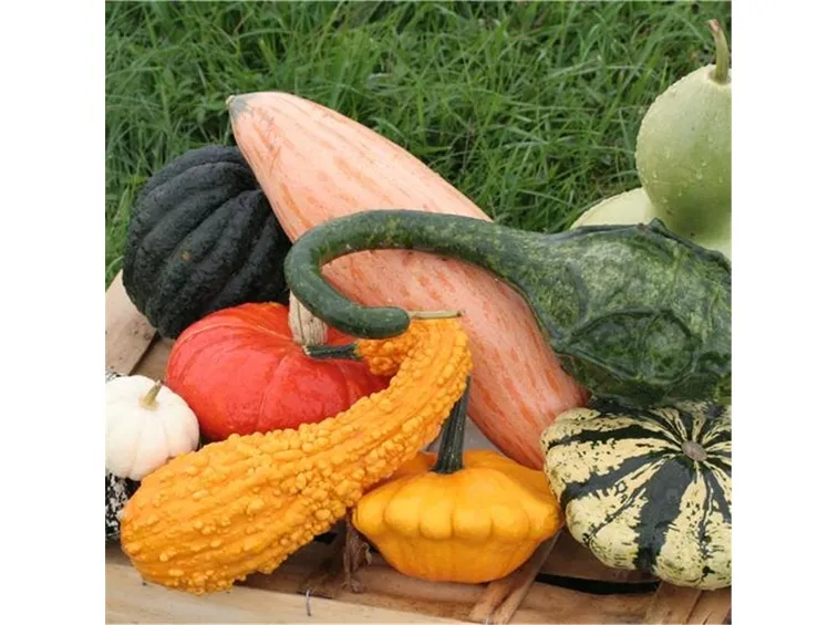 diverse varietà di zucca ornamentale