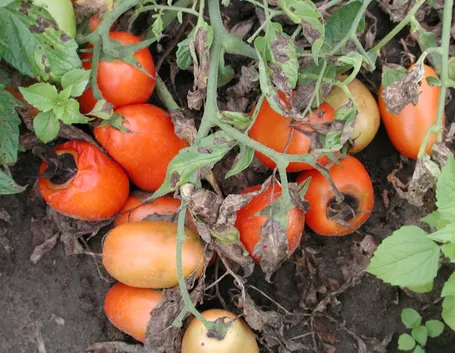 Pomodori alternaria