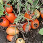 Pomodori alternaria