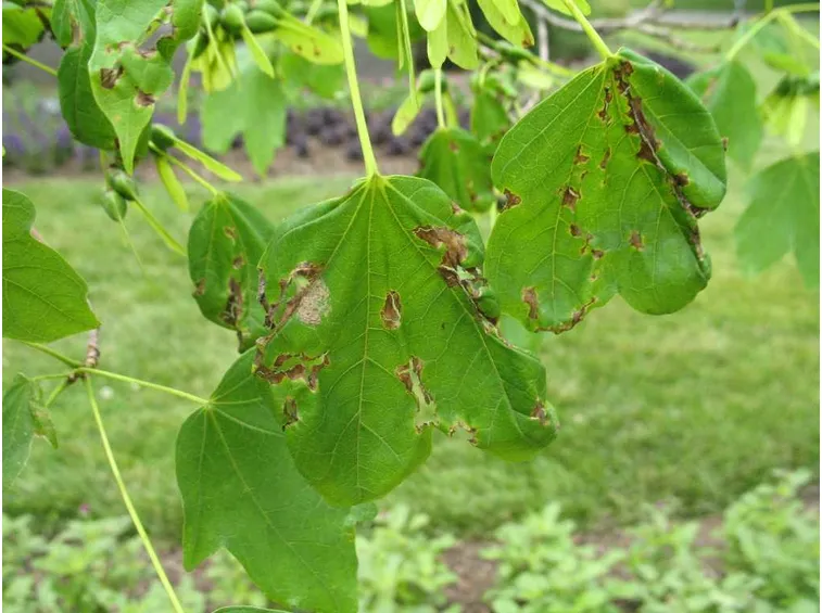 Antracnosi  sulle foglie