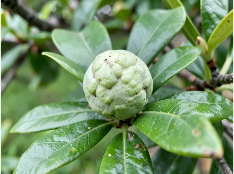 Bolla pianta