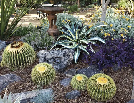 Cactus