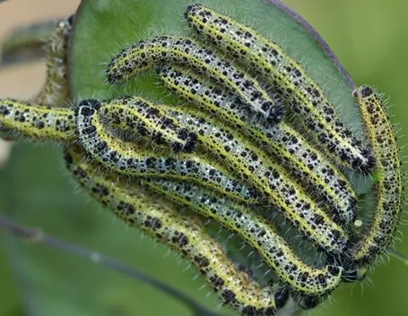 Bruchi cavolaia