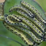 Bruchi cavolaia
