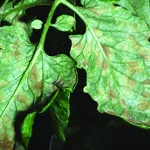 foglia di pomodoro con macchie da cladosporiosi