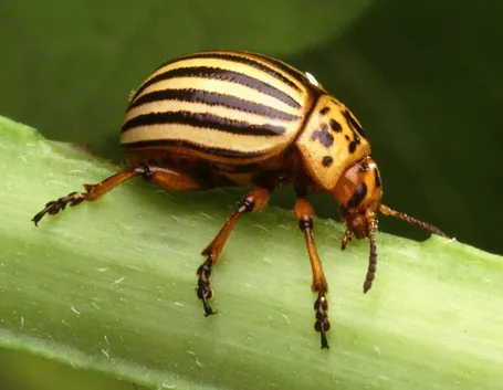 Coleottero foglia