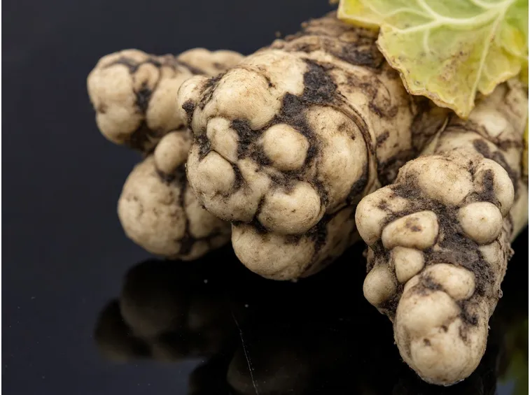 Broccoli malattia