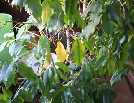 Ficus benjamin foglie malate