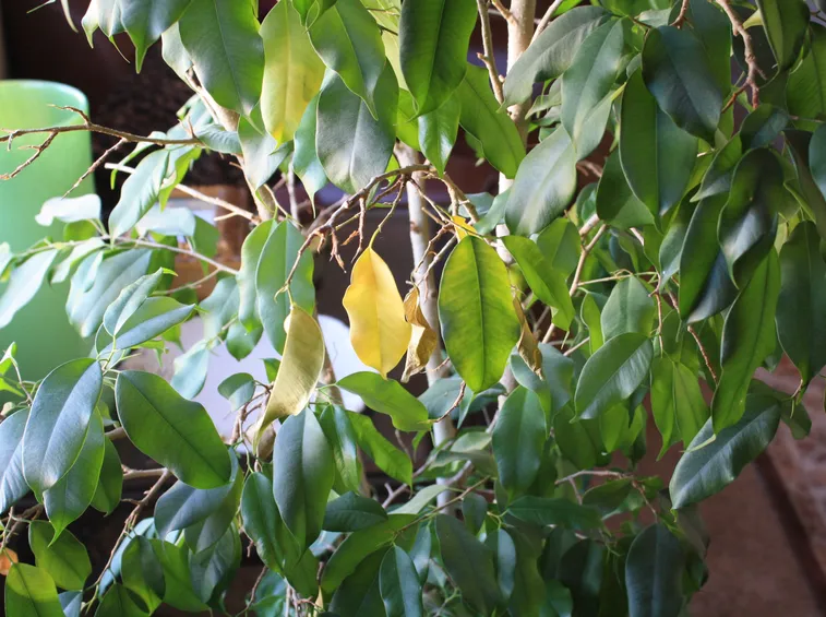 Ficus benjamin foglie malate