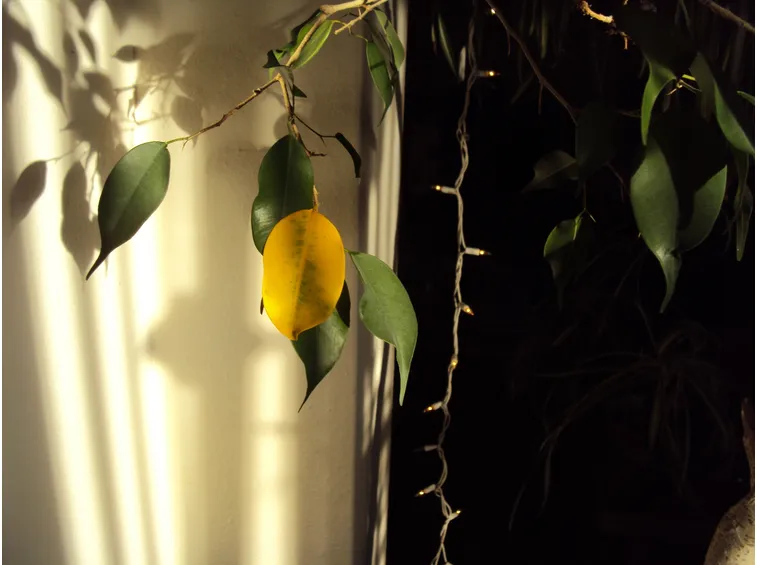 Ficus foglie gialle