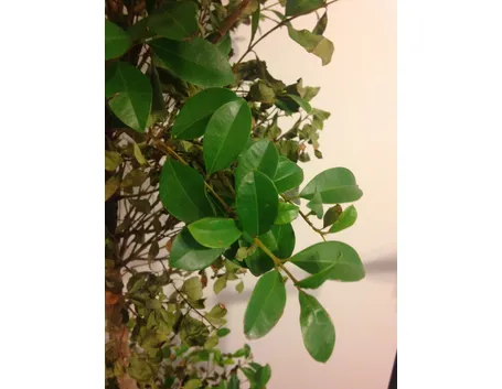 Ficus benjamin rami secchi
