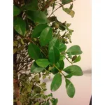 Ficus benjamin rami secchi