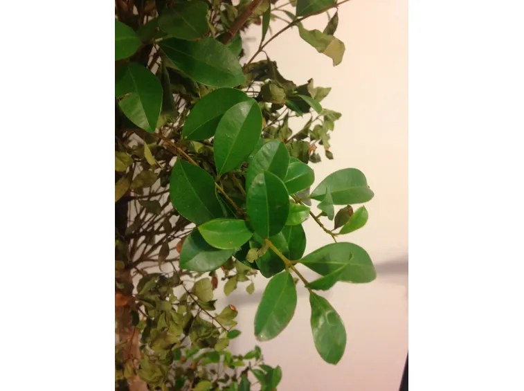 Ficus benjamin rami secchi