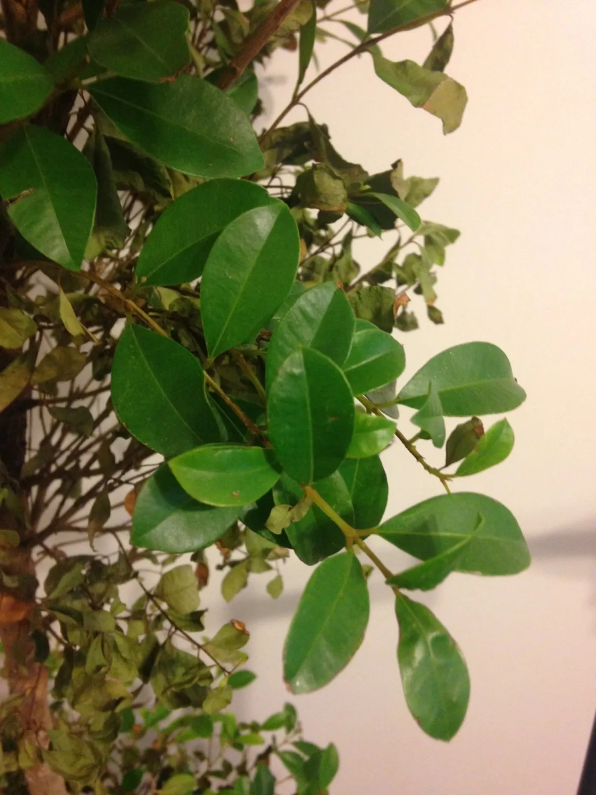 Ficus benjamin rami secchi