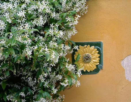 Gelsomino giardino