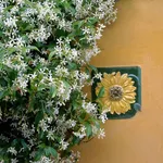 Gelsomino giardino