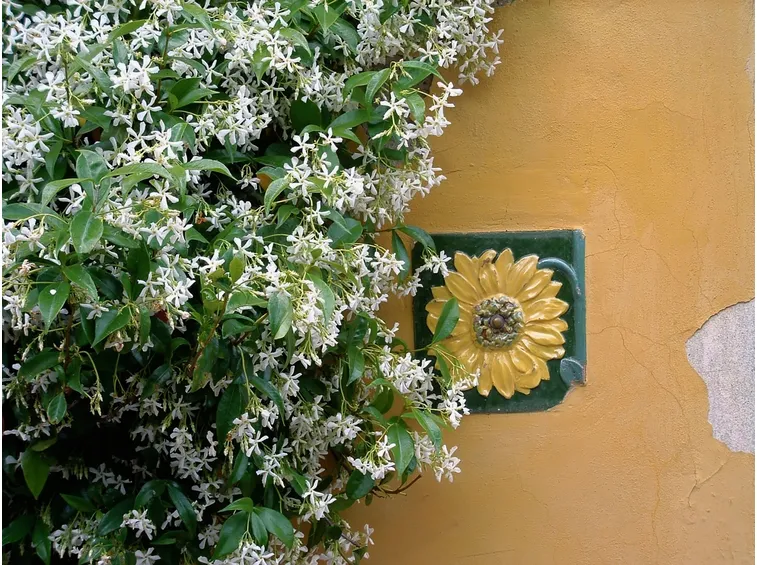 Gelsomino giardino
