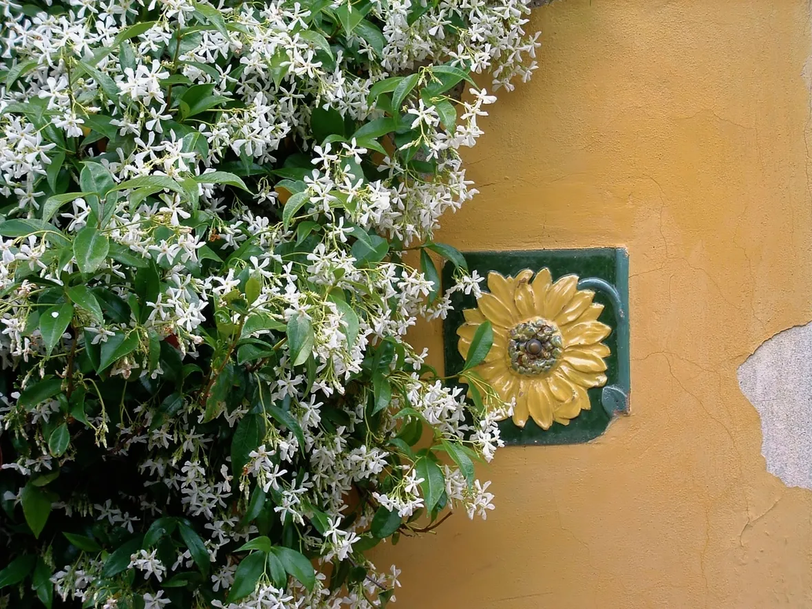 Gelsomino giardino