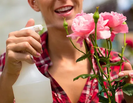 Malattie rose