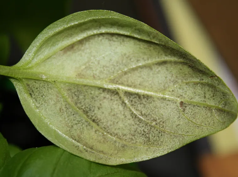 Foglia peronospora