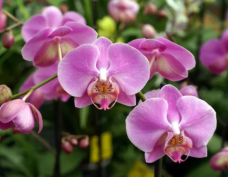 orchidee malattie