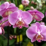 orchidee malattie