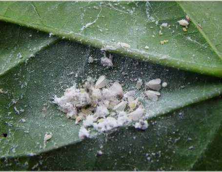 Esemplare di mosca bianca