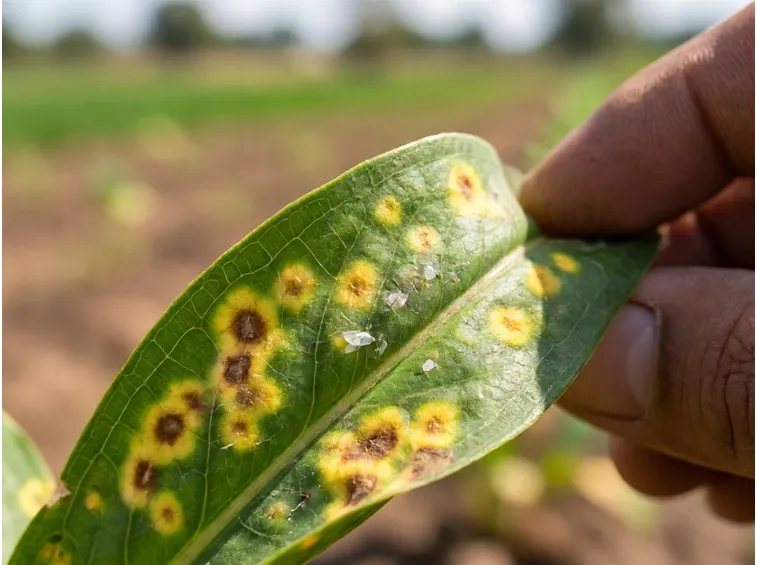 Infezione da mosca bianca