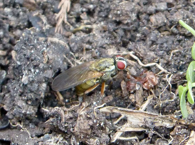 Adulto di mosca del cavolo