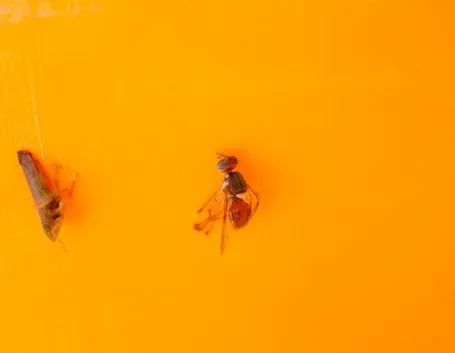 Mosca del ciliegio