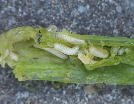 Larve di mosca della cipolla