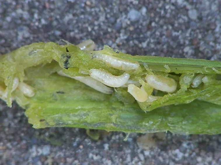 Larve di mosca della cipolla