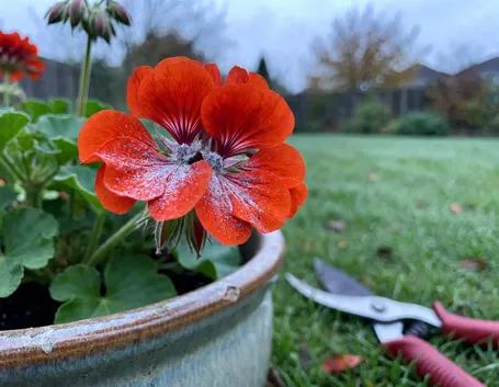 Come riconoscere la muffa grigia quando arrivano le piogge di ottobre