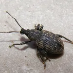 Adulto oziorrinco