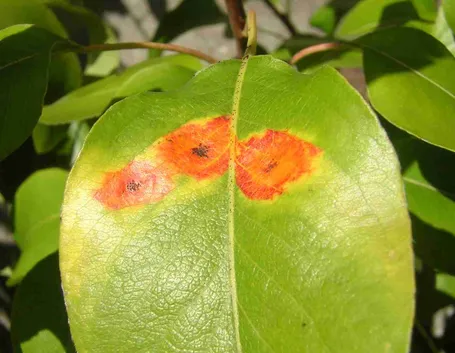 Foglia colpita dalla Peronospora