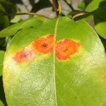 Foglia colpita dalla Peronospora