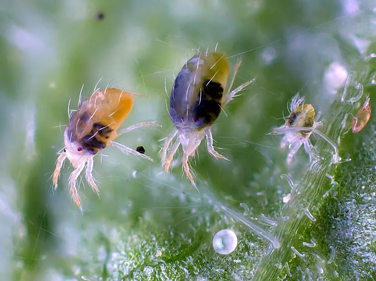 Tetranychus urticae in primo piano