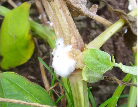 Pianta colpita da sclerotinia