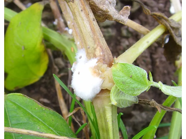 Pianta colpita da sclerotinia